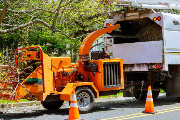 The Steps Involved in Our Tree Care Process in Murray, UT